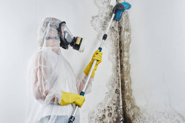 Best Water Damage & Mold Remediation  in Dumas, TX