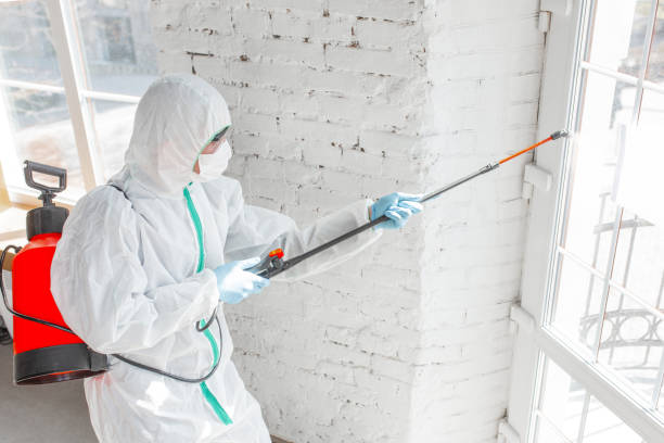 Best Environmental Consulting for Mold Prevention  in Dumas, TX